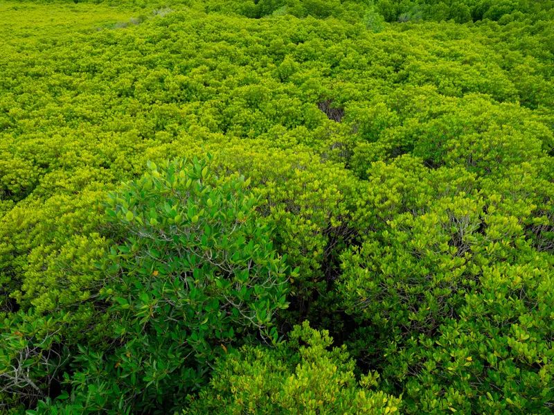 Klimaretter vereinen Kräfte: 14.000 lokale Führer fordern sofortige Maßnahmen!