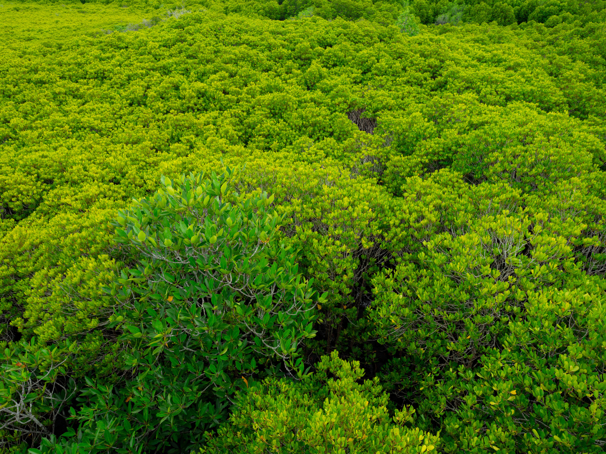 Klimafolgen und Anpassung: 100 Ausgaben und der Bundespreis „Blauer Kompass“