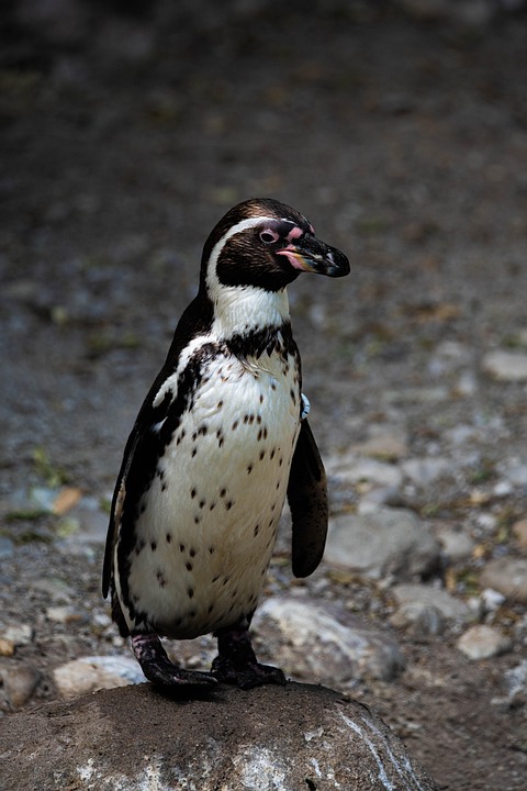 Der Einfluss von Fleisch auf Methan-Emissionen: Fakten und Alternativen