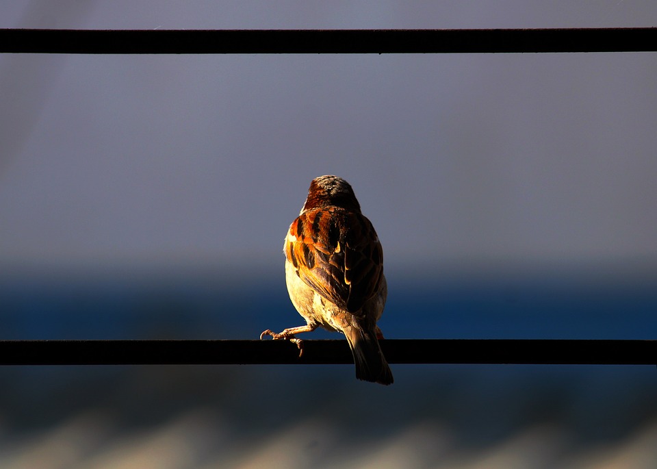 Der Klimafußabdruck von Kaffee-Kapseln vs. Filter