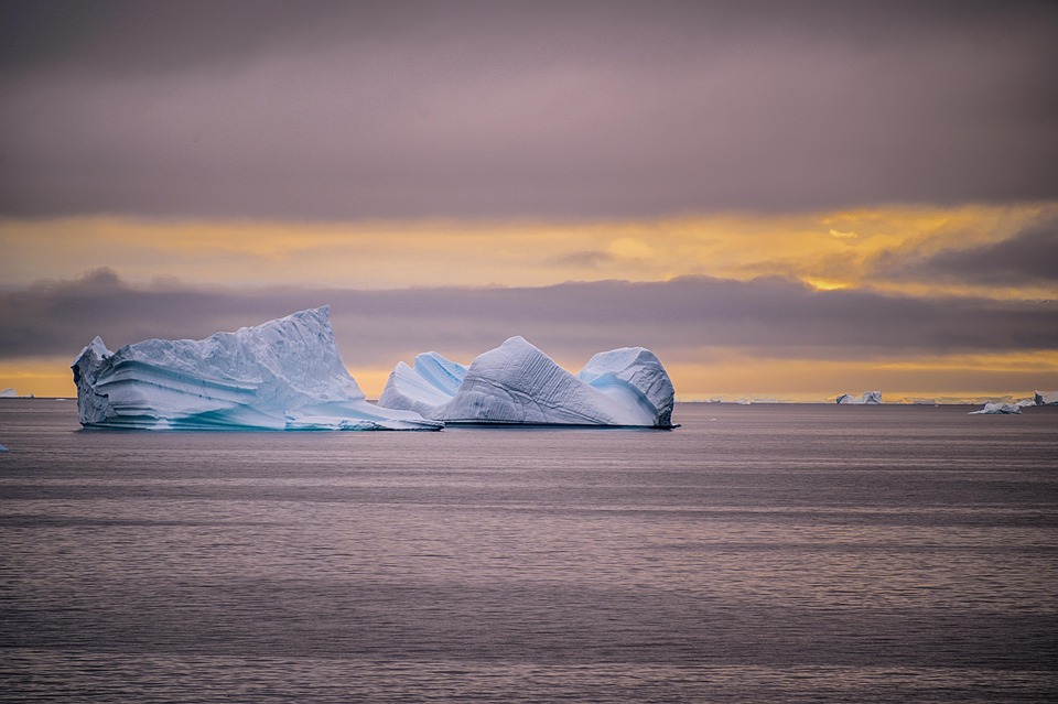 Der Wald als Klimaschützer: Kohlenstoffspeicher und Artenvielfalt