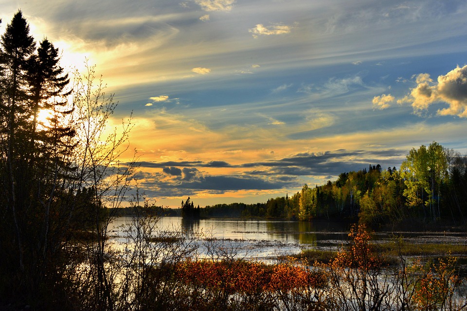 Die Rolle von Flechten bei Luftqualität