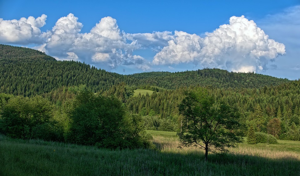 Grüne Apps für CO2-Tracking