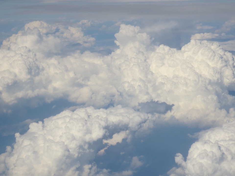 Grüne Apps für Insektenzählung