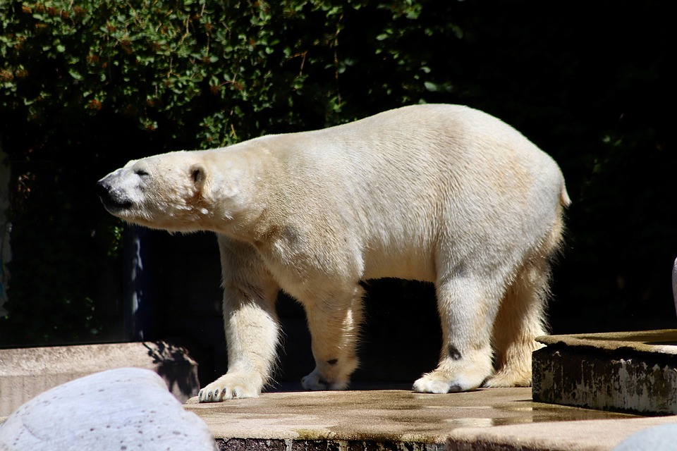 Grüne Drohnen für Bienenmonitoring