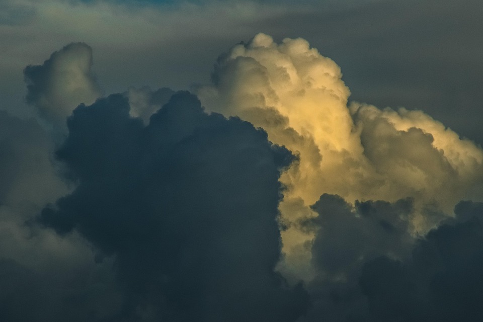 Klimawandel und Basilikum: Kräuter im Gewächshaus