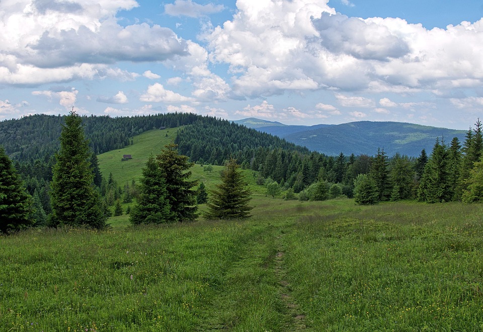 Klimawandel und Basilikum: Topfkräuter unter Druck
