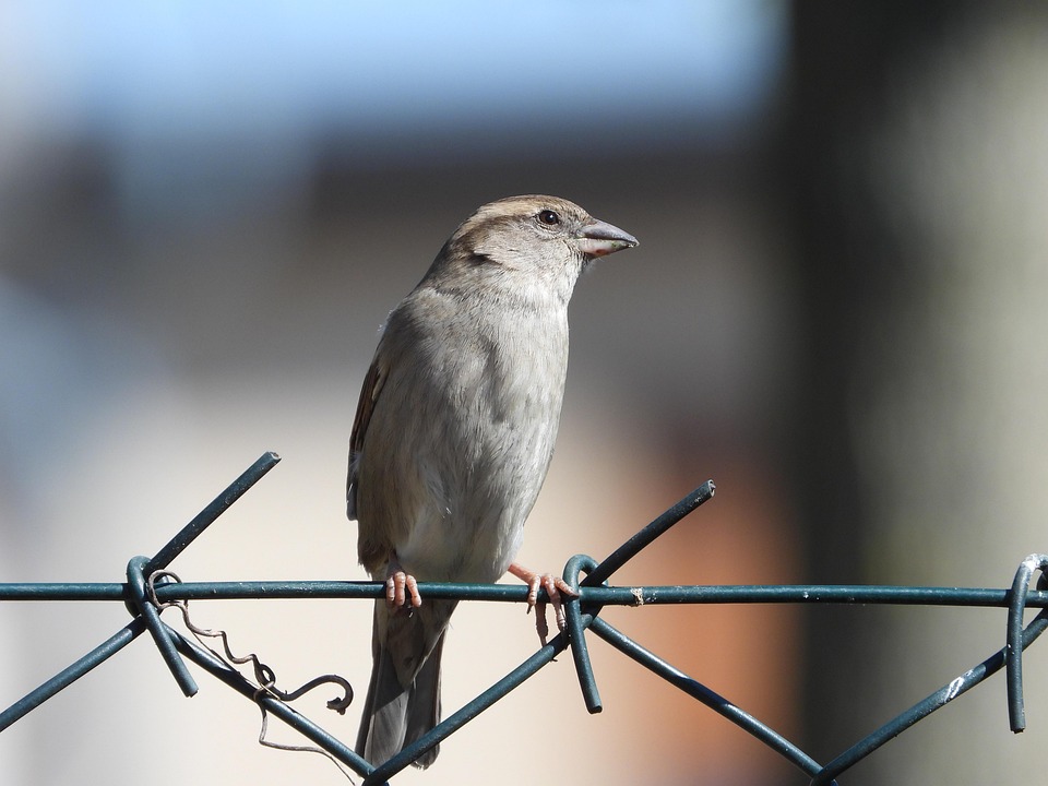 Klimawandel und Birnen: Kernobst unter Druck