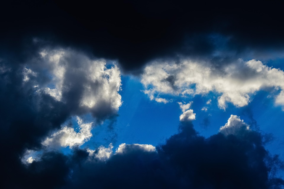 Klimawandel und Holunder: Wildkräuter im Wandel