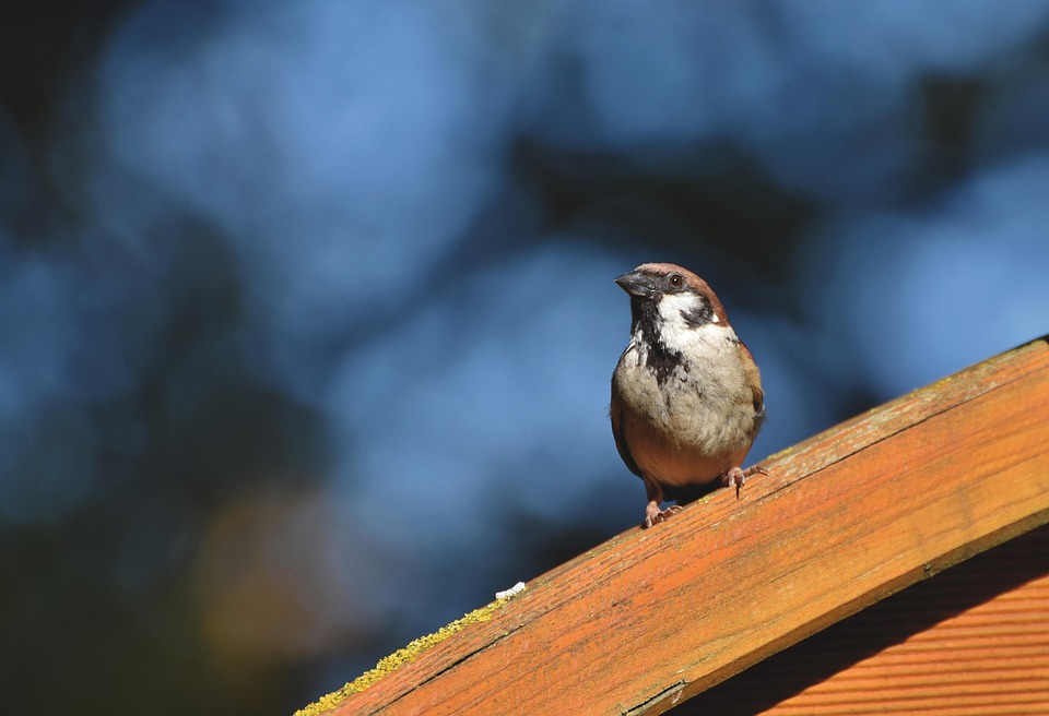 Klimawandel und Kardamom: Gewürz unter Druck