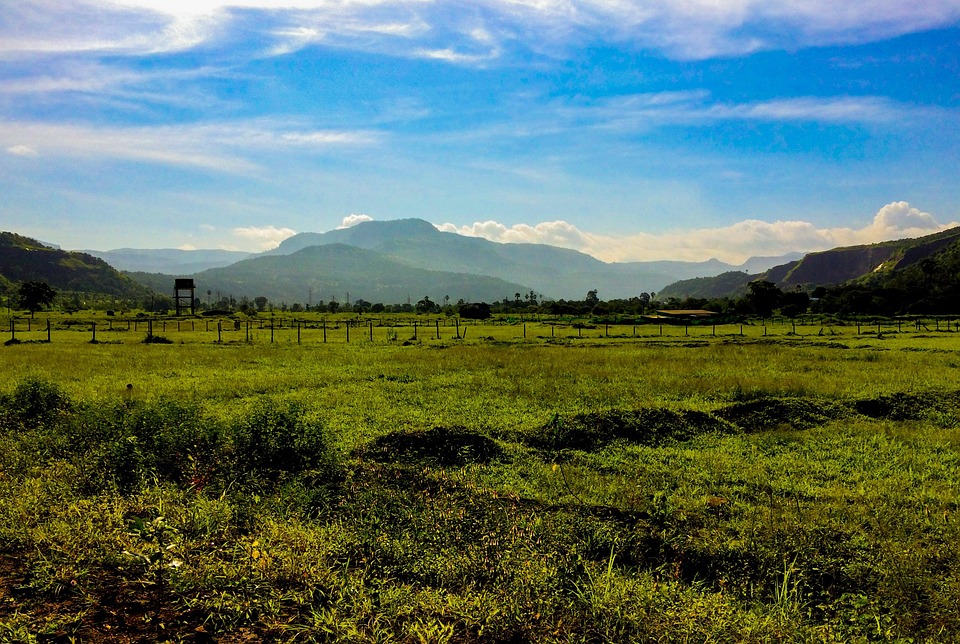 Klimawandel und Kirschen: Steinobst in Gefahr