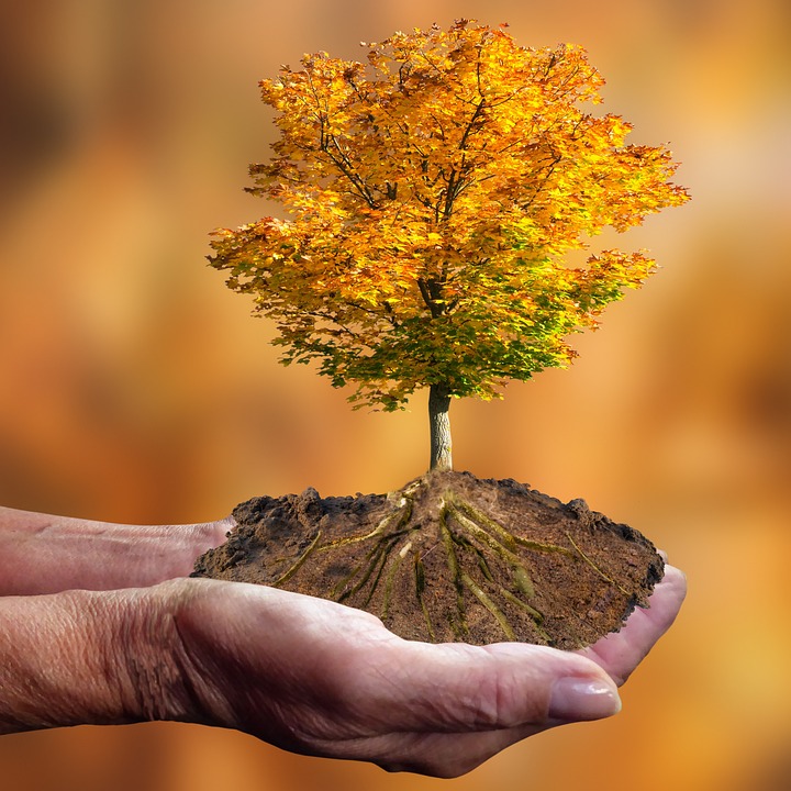 Klimawandel und Papayas: Neue Anbaugebiete