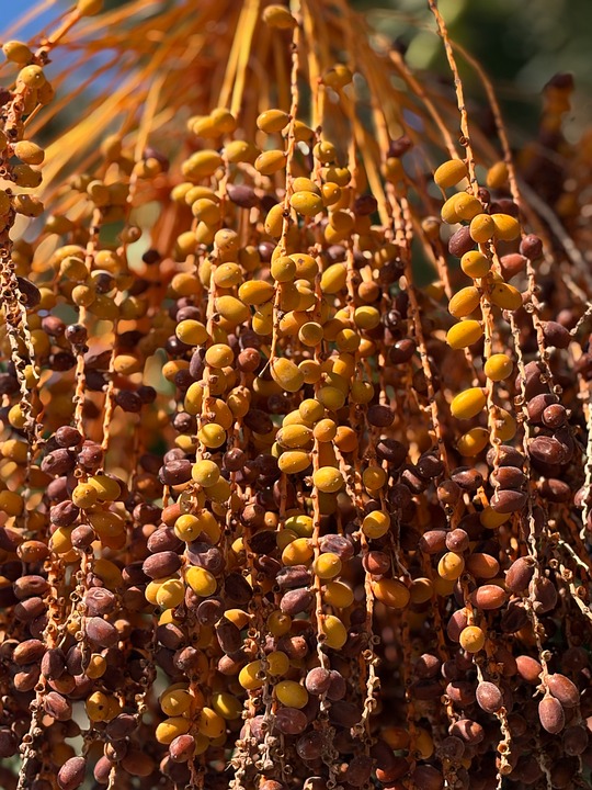 Klimawandel und Zitronen: Säurefrüchte unter Hitze